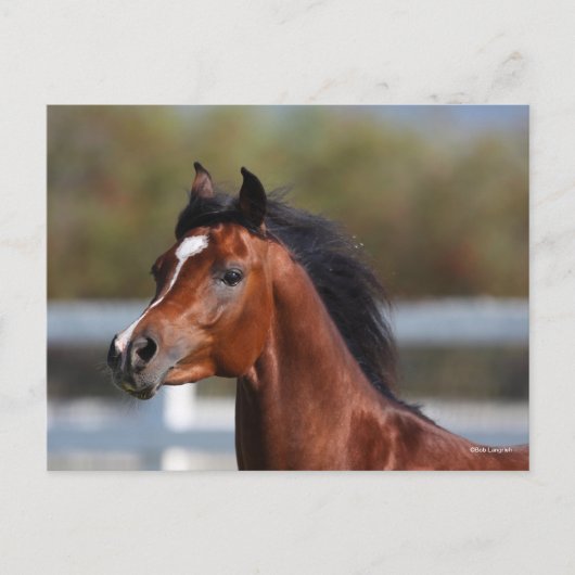 Bob Langrish | Bay Arab Colt Headshot Postkarte (Vorderseite)