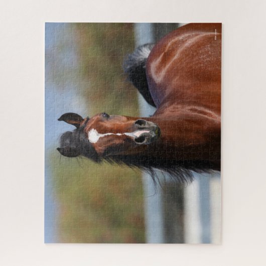 Bob Langrish | Bay Arab Colt Headshot Puzzle (Vertikal)