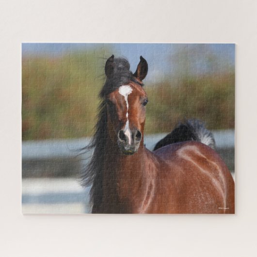 Bob Langrish | Bay Arab Colt Headshot Puzzle (Horizontal)