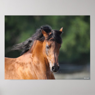 Bob Langrish   Bay Arab Headshot Poster