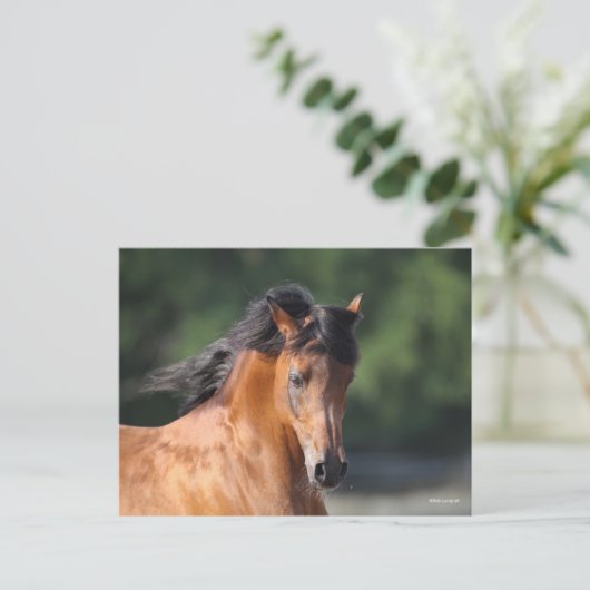 Bob Langrish | Bay Arab Headshot Postkarte (Stehend Vorderseite)