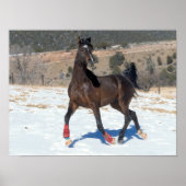 Bob Langrish | Bay Arab Horse Running In Snow Poster (Vorne)