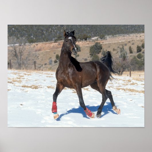 Bob Langrish | Bay Arab Horse Running In Snow Poster (Vorne)