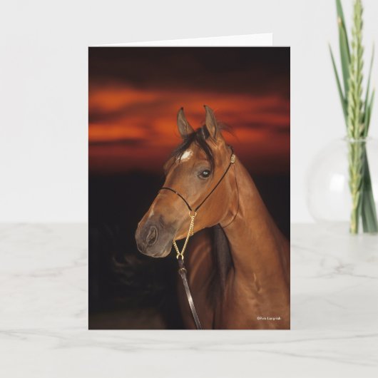 Bob Langrish | Bay Arab Stallion Headshot Sunset Karte (Vorderseite)