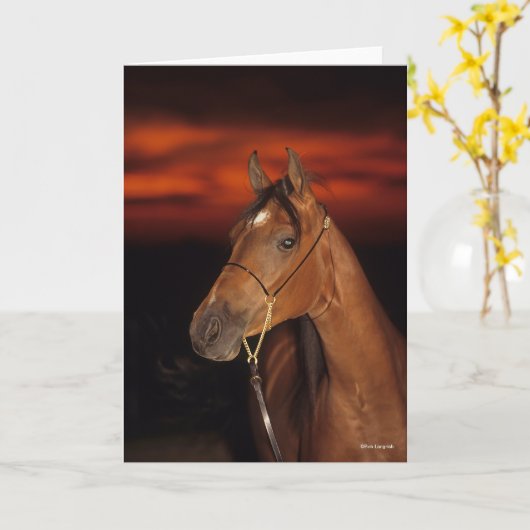 Bob Langrish | Bay Arab Stallion Headshot Sunset Karte (Gelbe Blume)