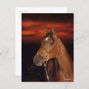 Bob Langrish   Bay Arab Stallion Headshot Sunset Postkarte