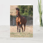 Bob Langrish | Bay Arab Standing Mane Blowing Karte (Vorderseite)