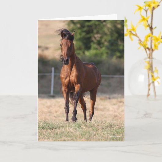 Bob Langrish | Bay Arab Standing Mane Blowing Karte (Gelbe Blume)