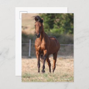 Bob Langrish   Bay Arab Standing Mane Blowing Postkarte