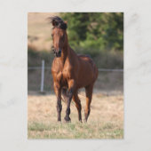 Bob Langrish | Bay Arab Standing Mane Blowing Postkarte (Vorderseite)