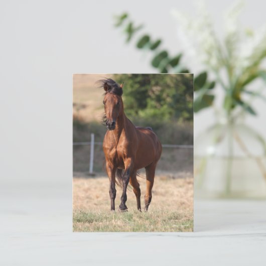 Bob Langrish | Bay Arab Standing Mane Blowing Postkarte (Stehend Vorderseite)