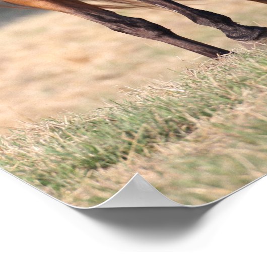 Bob Langrish | Bay Arab Stehend Manblasen Poster (Ecke)