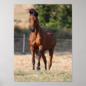 Bob Langrish | Bay Arab Stehend Manblasen Poster (Vorne)