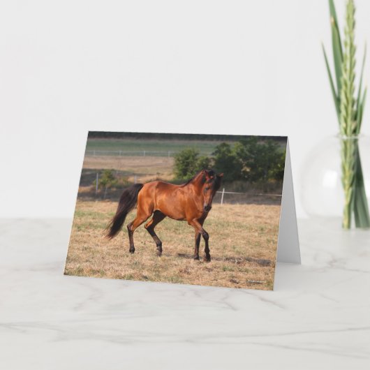 Bob Langrish | Bay Arab Walking Karte (Vorderseite)