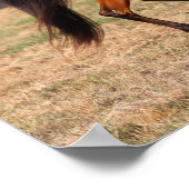 Bob Langrish | Bay Arab Walking Poster (Ecke)