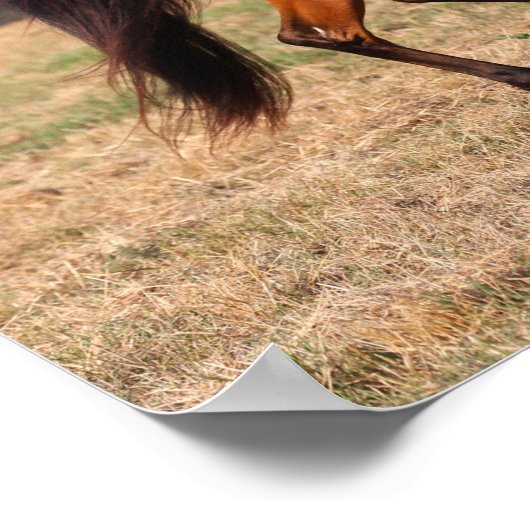 Bob Langrish | Bay Arab Walking Poster (Ecke)