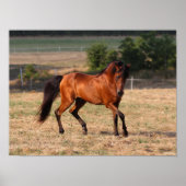 Bob Langrish | Bay Arab Walking Poster (Vorne)