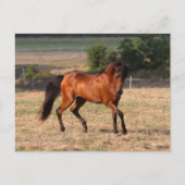 Bob Langrish | Bay Arab Walking Postkarte (Vorderseite)