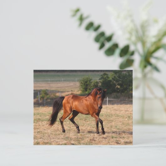 Bob Langrish | Bay Arab Walking Postkarte (Stehend Vorderseite)