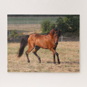 Bob Langrish   Bay Arab Walking Puzzle