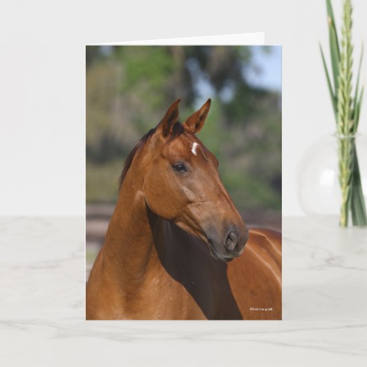 Bob Langrish | Bay Canadian Sport Horse Headshot Karte (Vorderseite)