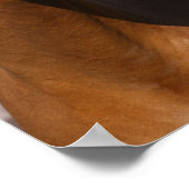 Bob Langrish | Bay Canadian Sport Horse Headshot Poster (Ecke)