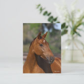 Bob Langrish | Bay Canadian Sport Horse Headshot Postkarte (Stehend Vorderseite)