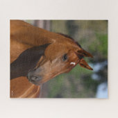 Bob Langrish | Bay Canadian Sport Horse Headshot Puzzle (Horizontal)