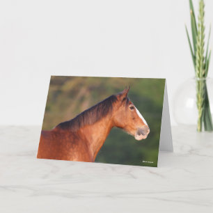 Bob Langrish   Bay Clydesdale Headshot Karte