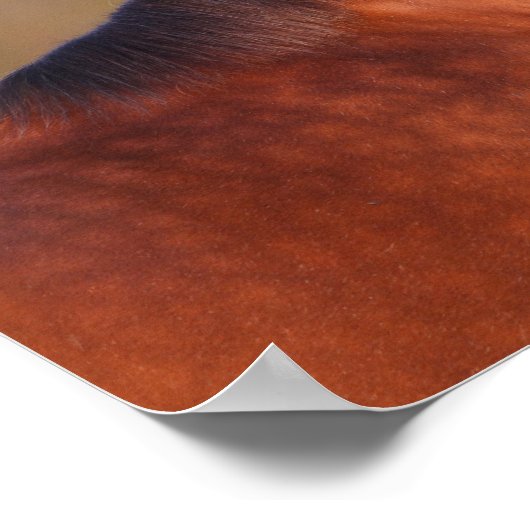 Bob Langrish | Bay Clydesdale Headshot Poster (Ecke)