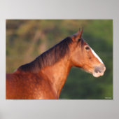 Bob Langrish | Bay Clydesdale Headshot Poster (Vorne)