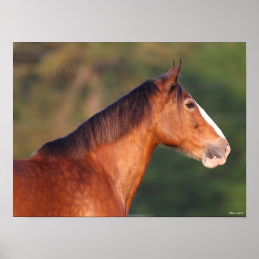 Bob Langrish | Bay Clydesdale Headshot Poster (Vorne)