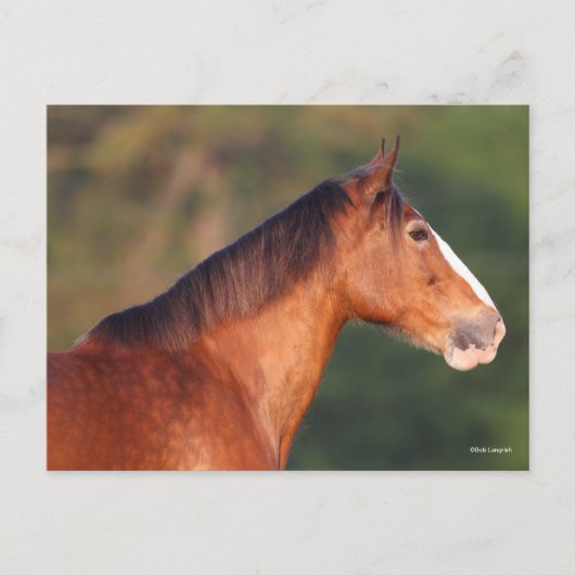 Bob Langrish | Bay Clydesdale Headshot Postkarte (Vorderseite)