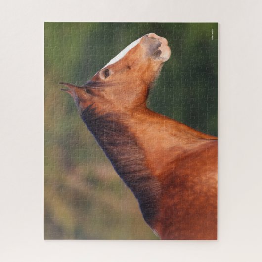 Bob Langrish | Bay Clydesdale Headshot Puzzle (Vertikal)