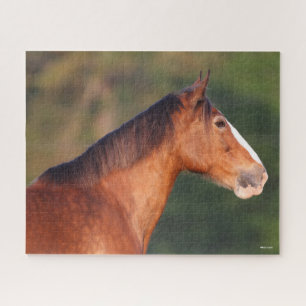 Bob Langrish   Bay Clydesdale Headshot Puzzle