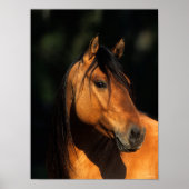 Bob Langrish | Bay Kiger Mustang Stallion Headshot Poster (Vorne)