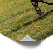 Bob Langrish | Bay Lusitano Mare Running nahe dem Poster (Ecke)