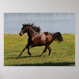 Bob Langrish   Bay Lusitano Mare Running nahe dem  Poster