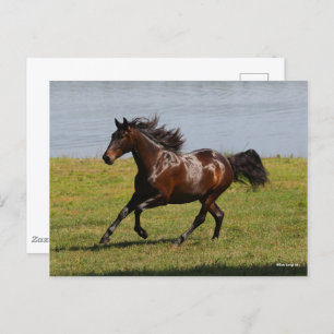 Bob Langrish   Bay Lusitano Mare Running nahe dem  Postkarte