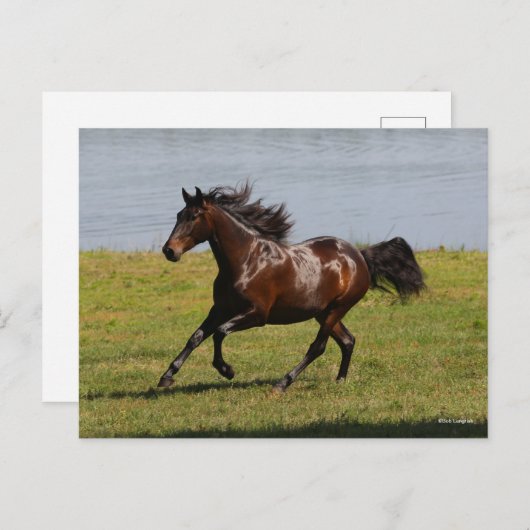 Bob Langrish | Bay Lusitano Mare Running nahe dem  Postkarte (Vorne/Hinten)