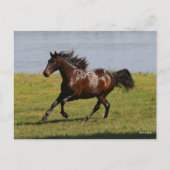 Bob Langrish | Bay Lusitano Mare Running nahe dem Postkarte (Vorderseite)