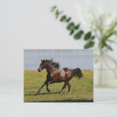 Bob Langrish | Bay Lusitano Mare Running nahe dem Postkarte (Stehend Vorderseite)