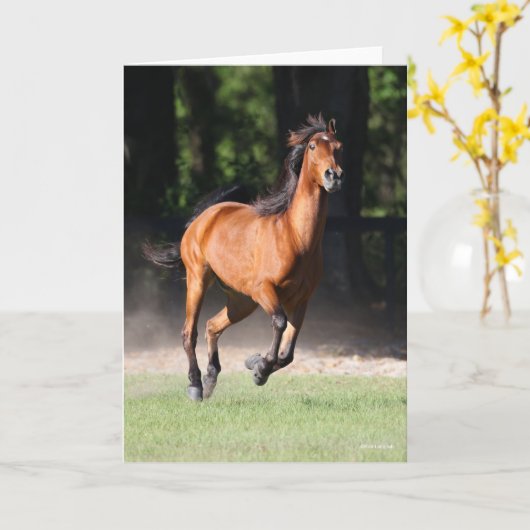 Bob Langrish | Bay Tennessee Walker Running Karte (Gelbe Blume)