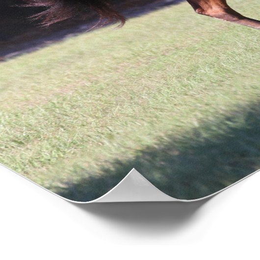 Bob Langrish | Bay Tennessee Walker Running Poster (Ecke)