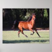 Bob Langrish | Bay Tennessee Walker Running Poster (Vorne)