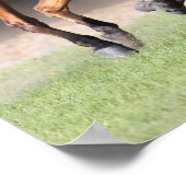 Bob Langrish | Bay Tennessee Walker Running Poster (Ecke)