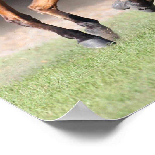 Bob Langrish | Bay Tennessee Walker Running Poster (Ecke)