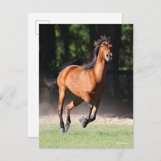 Bob Langrish | Bay Tennessee Walker Running Postkarte (Vorne/Hinten)