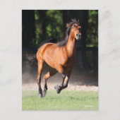 Bob Langrish | Bay Tennessee Walker Running Postkarte (Vorderseite)