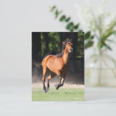 Bob Langrish | Bay Tennessee Walker Running Postkarte (Stehend Vorderseite)